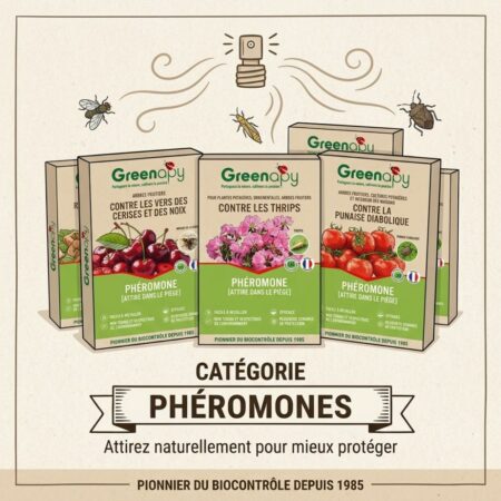 Phéromones